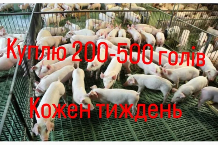 Куплю поросят оптом- фото № 1