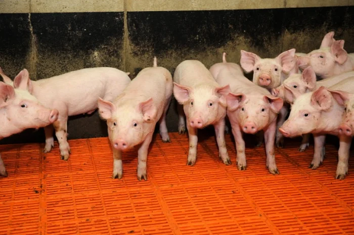 Продажа поросят мясных пород оптом- фото № 1