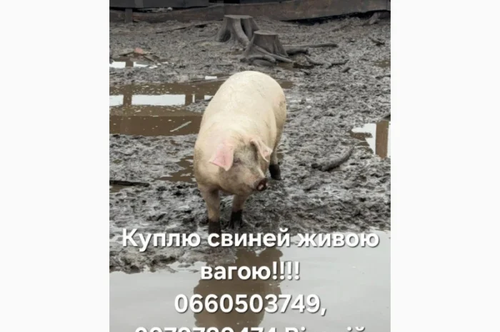 Куплю свиней- фото № 1