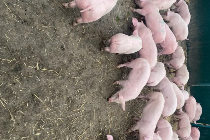 Поросята 20-25- фото № 1