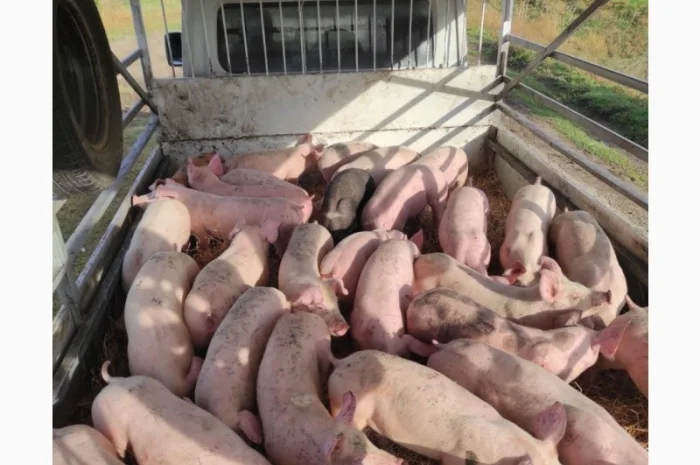 Поросята беконні- фото № 1