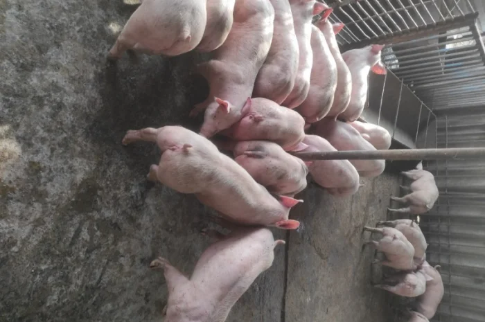 Поросята с доставкою- фото № 1