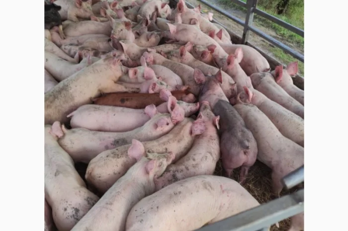 Свинокомплекс реализует поросят с доставкой- фото № 1