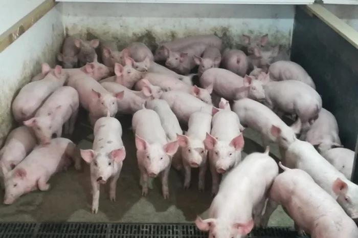 Поросята бекон 18-19 кг- фото № 1