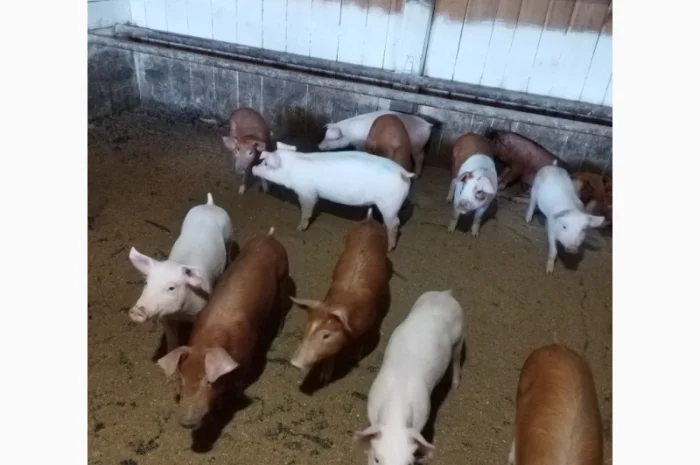 Продам порост- фото № 1