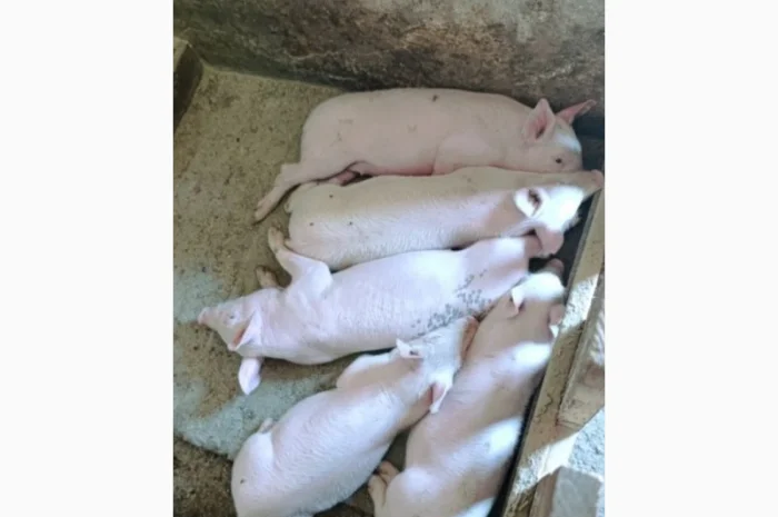 Поросята м'ясної породи- фото № 1