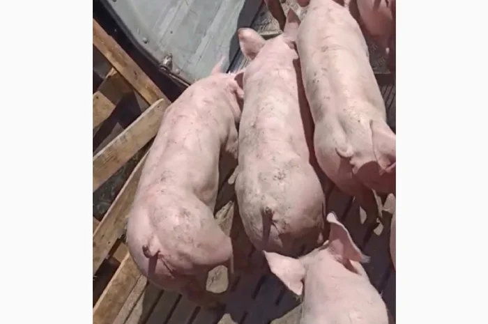 Поросята продам 10-15 кг- фото № 1