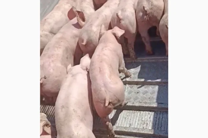 Поросята продам 10-15 кг- фото № 2