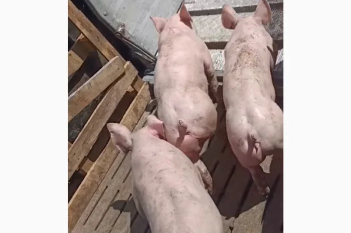 Поросята продам 10-15 кг- фото № 3