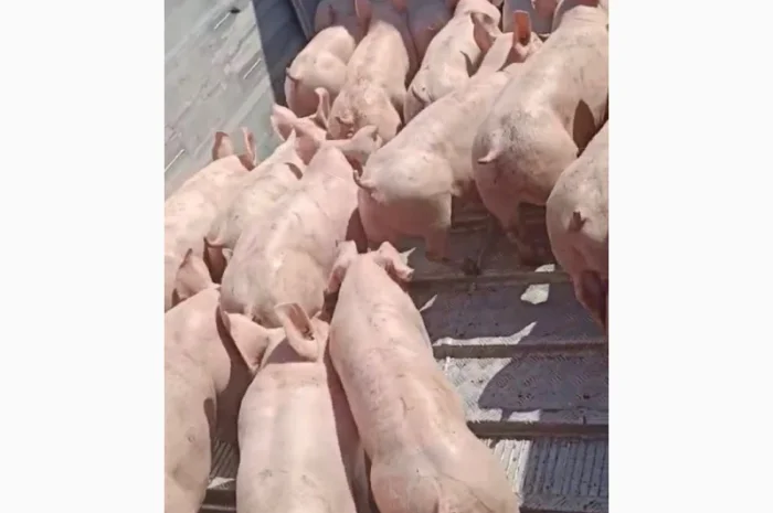 Поросята продам 10-15 кг- фото № 4