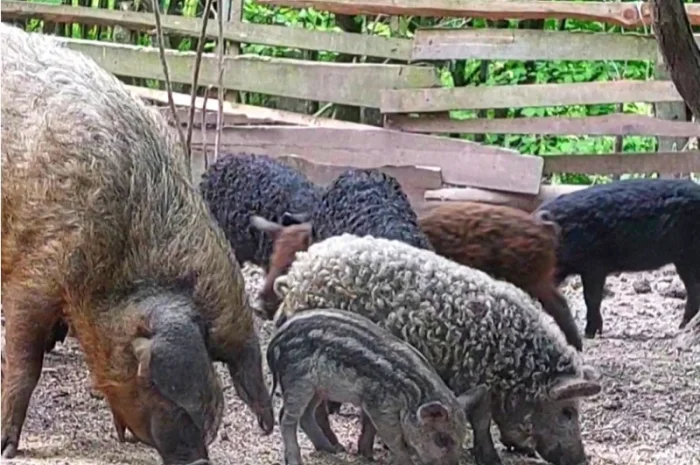 Продам поросят Венгерская мангалица- фото № 1