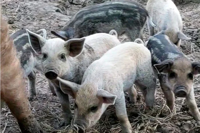 Продам поросят Венгерская мангалица- фото № 2