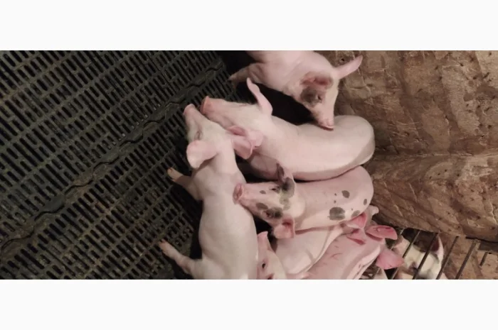 Продам поросят- фото № 1