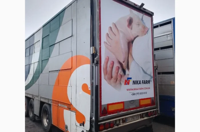 Пропонуються поросята вагою 20-26 кг- фото № 6