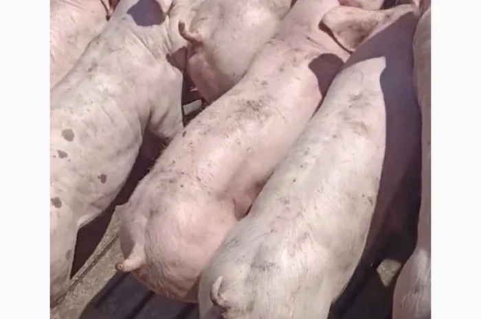 Продам поросята 40-60-80кг- фото № 2