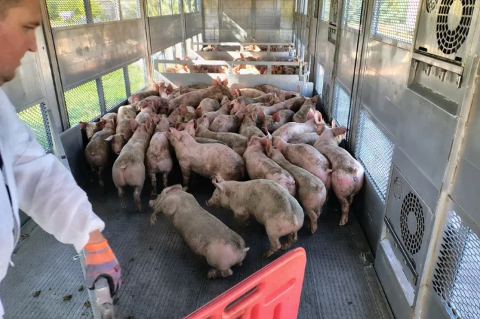 Пропонуються поросята вагою 20-26 кг- фото № 1