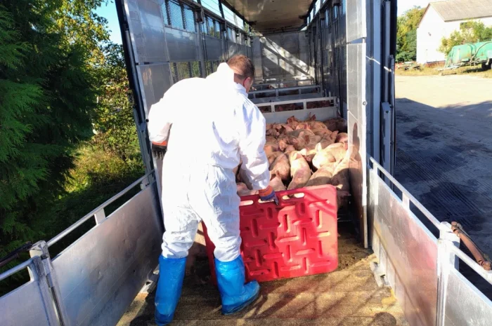 Пропонуються поросята вагою 20-26 кг- фото № 2