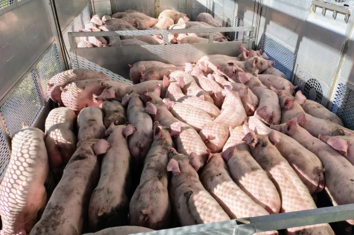 Пропонуються поросята вагою 20-26 кг- фото № 3