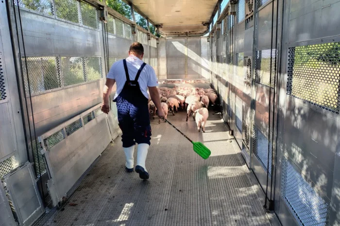 Пропонуються поросята вагою 20-26 кг- фото № 5