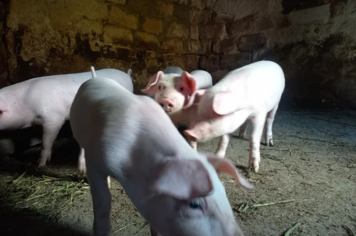 ПРОДАМ ПОРОСЯТ гарна ціна- фото № 1