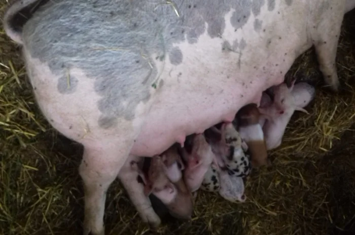 Продам поросят різних порід : ландрас+мангал+червона білопояса, ландрас+мангал- фото № 1