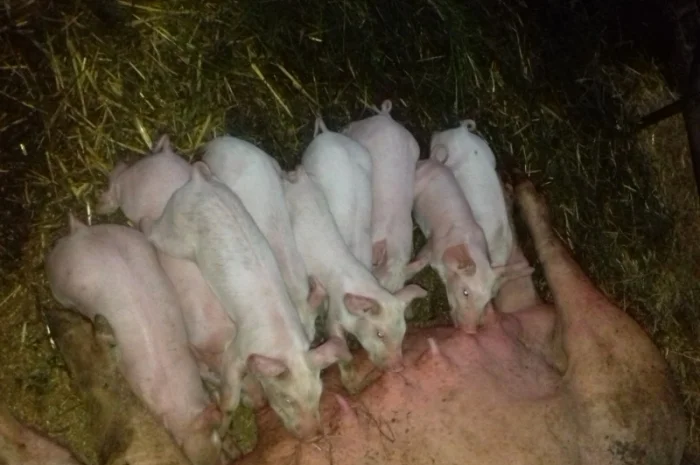 Продам поросят різних порід : ландрас+мангал+червона білопояса, ландрас+мангал- фото № 2