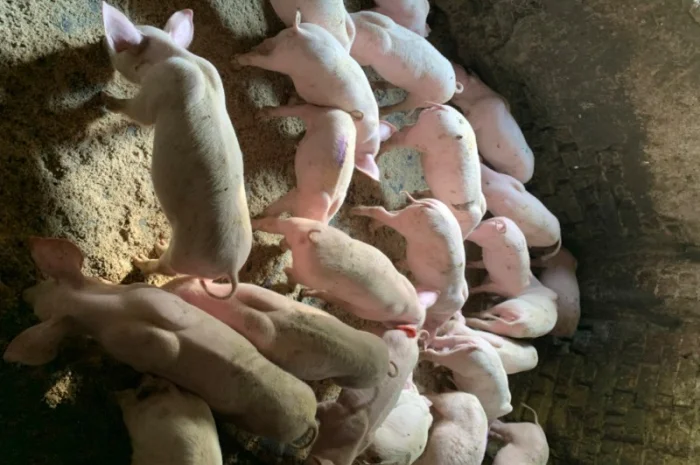 Продам Поросят від 10шт опт- фото № 1