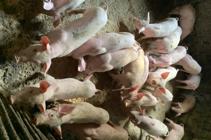 Продам Поросят від 10шт опт- фото № 2