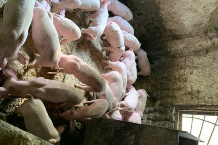 Продам Поросят від 10шт опт- фото № 3