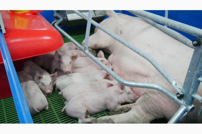 Продаж поросят беконної породи- фото № 1