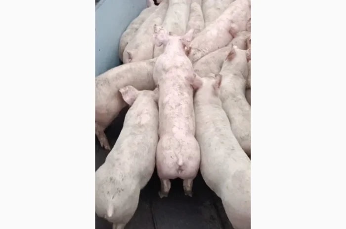 Продам поросят- фото № 1