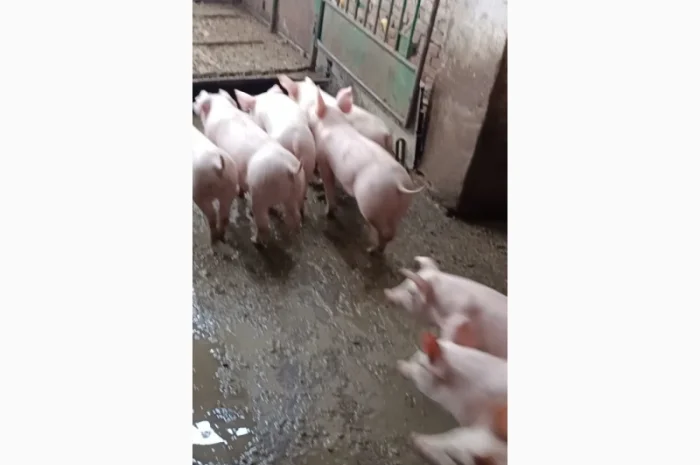 Продам поросят- фото № 2