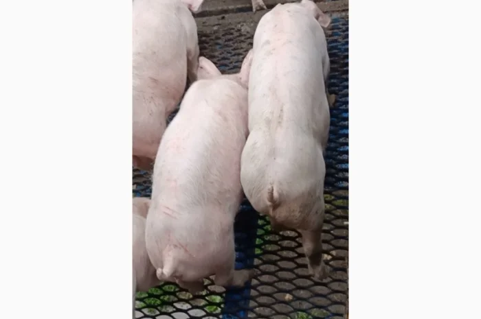 Продам поросят- фото № 3