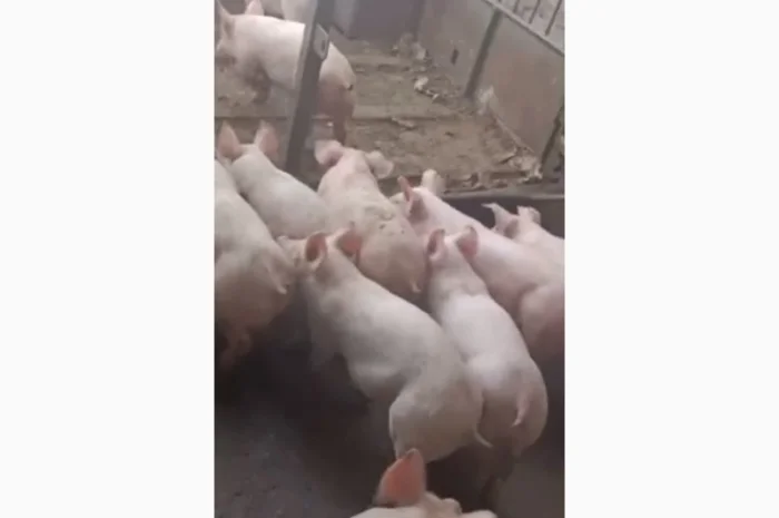 Продам поросят- фото № 4