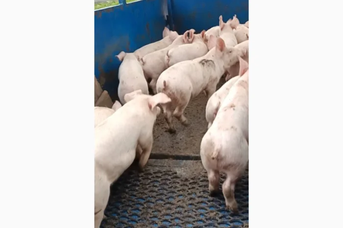 Продам поросят- фото № 5