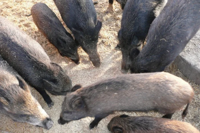 Дикие кабаны разного возраста- фото № 1
