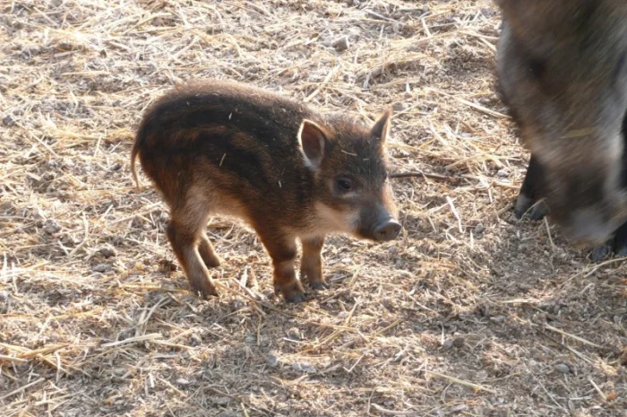 Дикие кабаны разного возраста- фото № 3