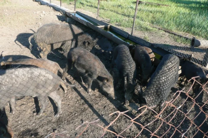 Дикие кабаны разного возраста- фото № 5