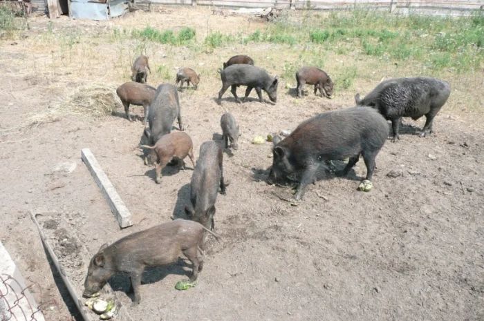 Дикие кабаны разного возраста- фото № 6