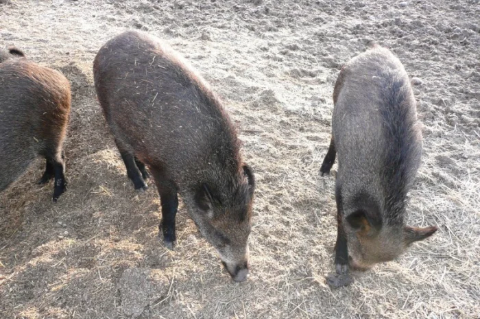 Дикие кабаны разного возраста- фото № 7