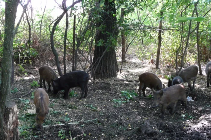 Дикие кабаны 5 месяцев- фото № 1