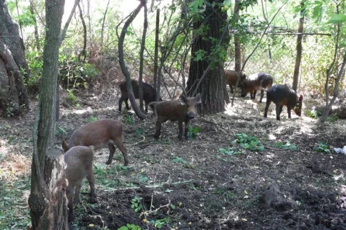 Дикие кабаны 5 месяцев- фото № 2