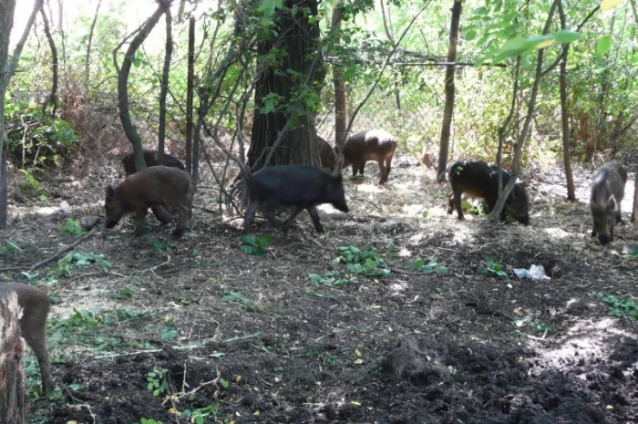 Дикие кабаны 5 месяцев- фото № 4