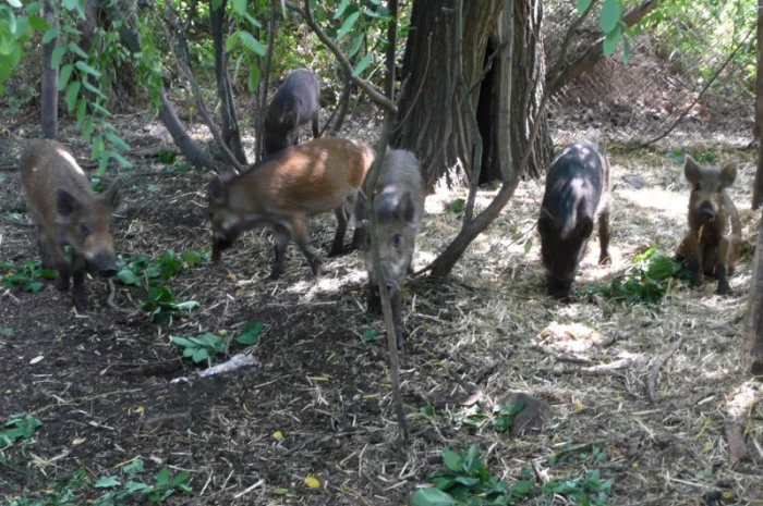 Дикие кабаны 5 месяцев- фото № 5
