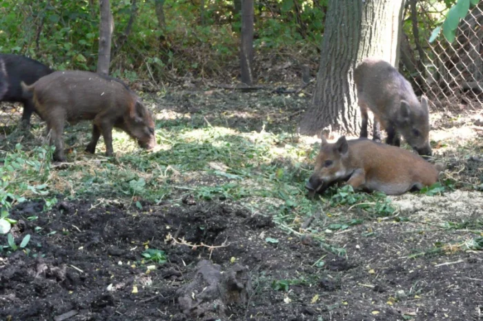 Дикие кабаны 5 месяцев- фото № 7