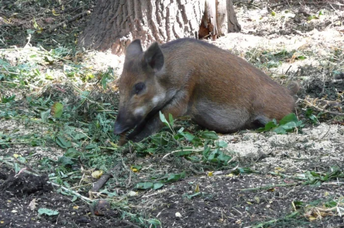 Дикие кабаны 5 месяцев- фото № 8