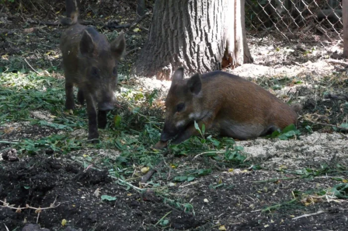 Дикие кабаны 5 месяцев- фото № 9