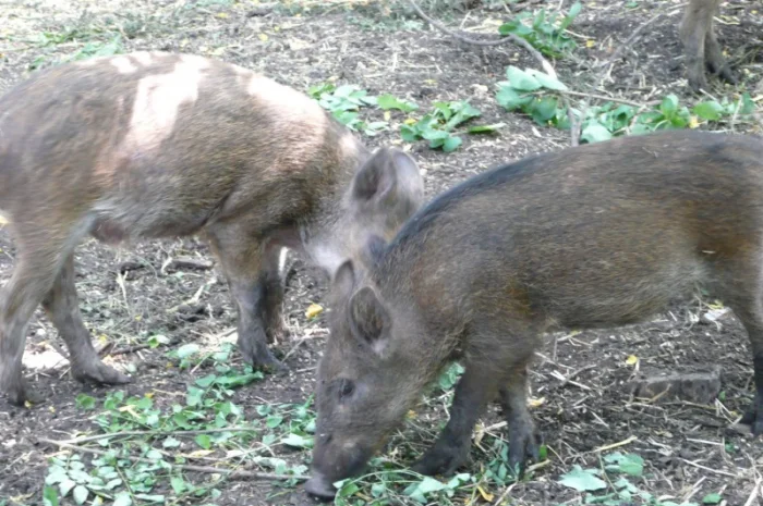 Дикие кабаны 5 месяцев- фото № 10