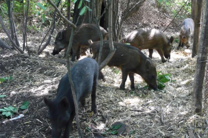 Дикие кабаны 5 месяцев- фото № 11