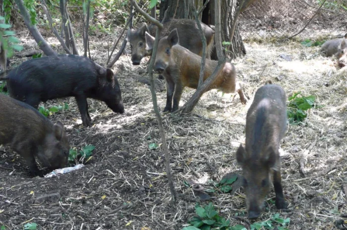 Дикие кабаны 5 месяцев- фото № 12